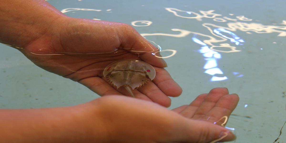 两只手在水里抓着一只马蹄蟹
